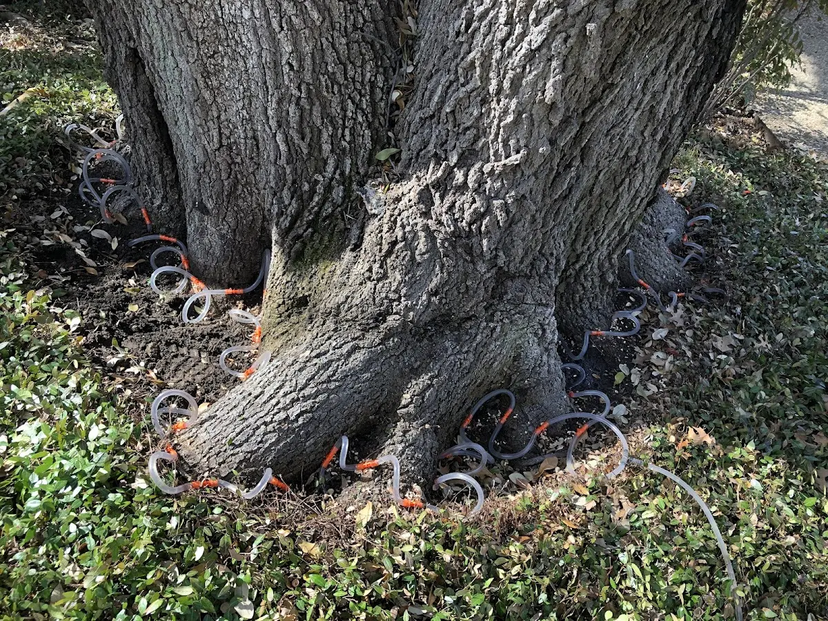 Detailed Tree Cabling and Bracing job site in Gloverville